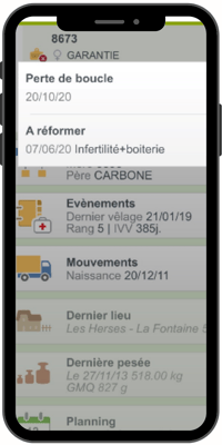 Vos vaches à réformer apparaissent sur votre application avec le calendrier de réforme