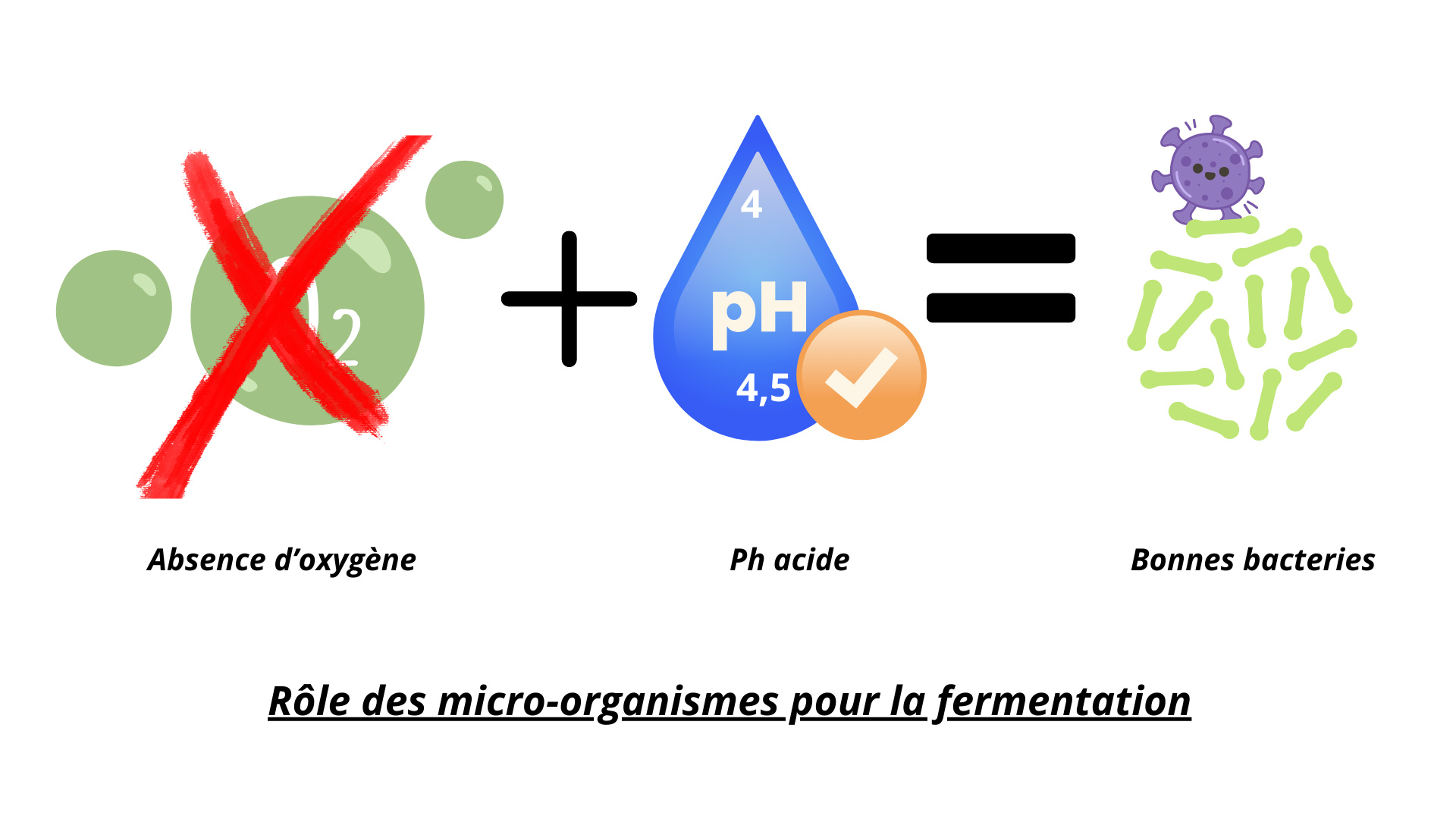 micro-organismes-fermentation-ensilage