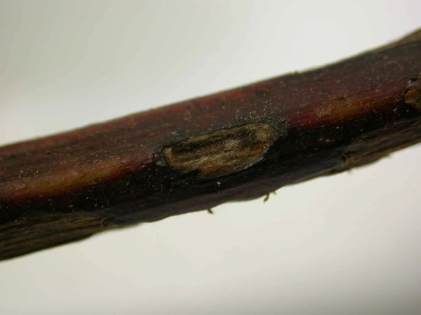 Anthracnose-sur-rameau IFV Occitanie