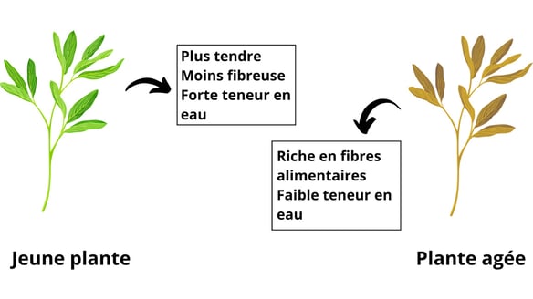 Blog Fourrage Webinaire TroupO 0424 (2)