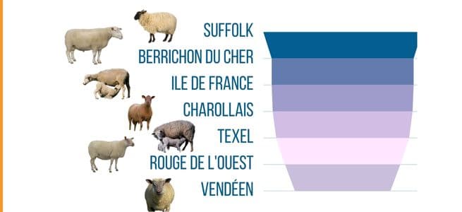 races-ovins-meilleur-gmq