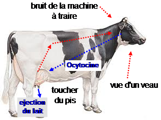 ISAGRI - 2021 - pose du faisceau trayeur coïncide avec l’éjection du lait provoquée par le pic d’ocytocine dans le sang - 0121