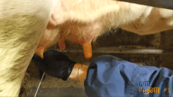 ISAGRI- 2021 - La traite - Un temps de stimulation d’au minimum 15 secondes - 0121