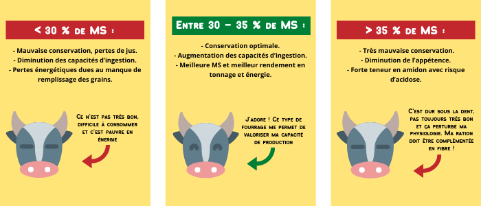 Maïs ensilage : les 5 étapes pour une ration de qualité  