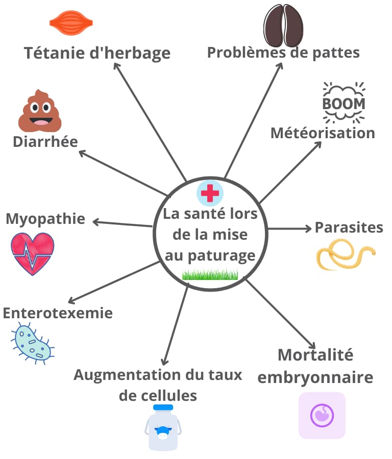 La sante lors de la mise au paturage version mobile