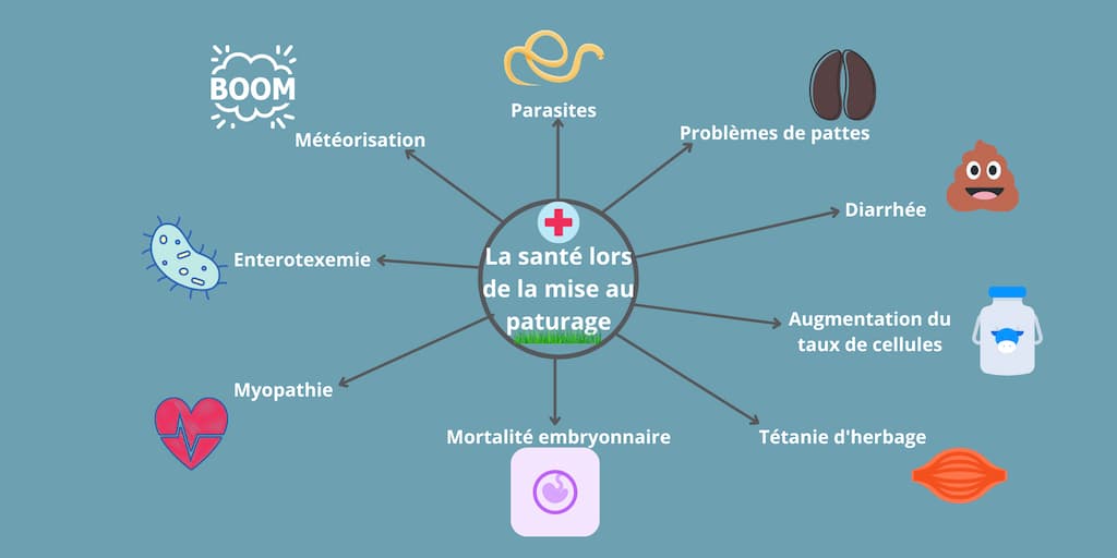 La sante lors de la mise au paturage