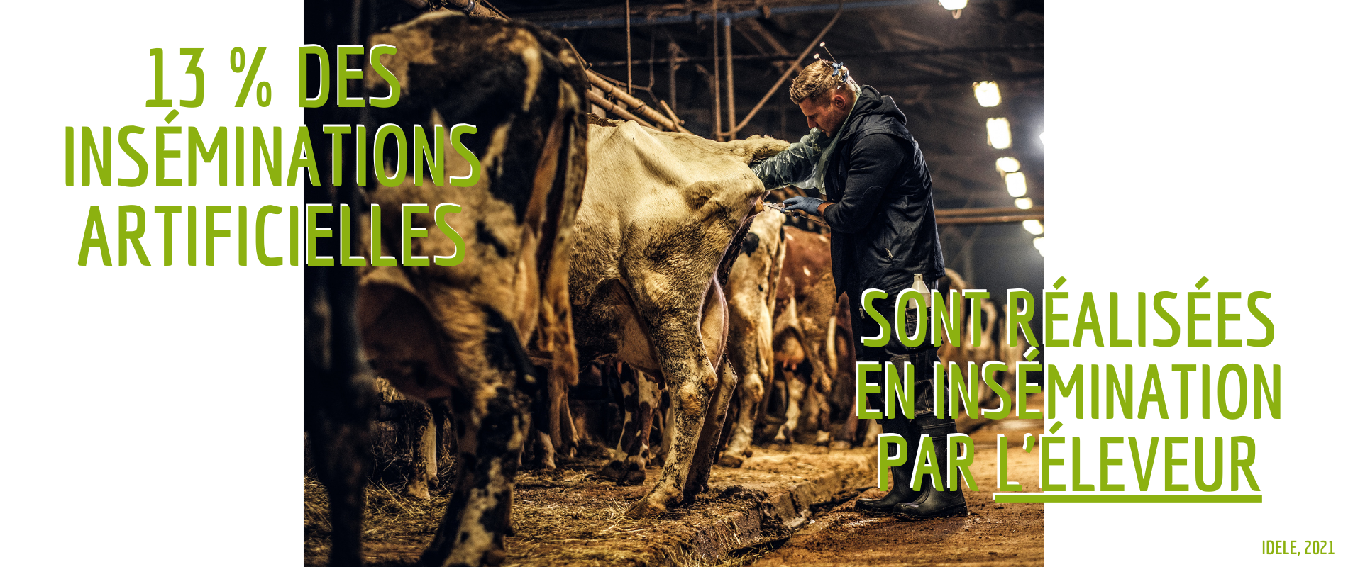 insemination-artificielle-ia-par-eleveur