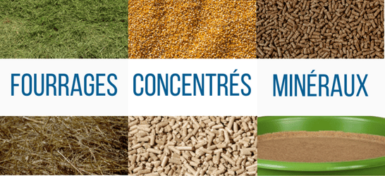 ration-bovins-fourrages-concentres-mineraux