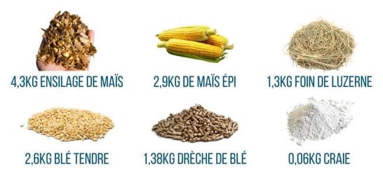 ration-vache-allaitante-mais-luzerne-dreche-ble
