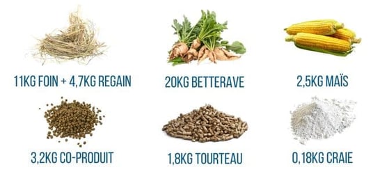 ration-vache-laitiere-foin-betterave-fourragere-co-produit