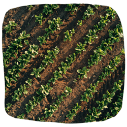 ISAGRI - 1920 - Irrigation Betteraves