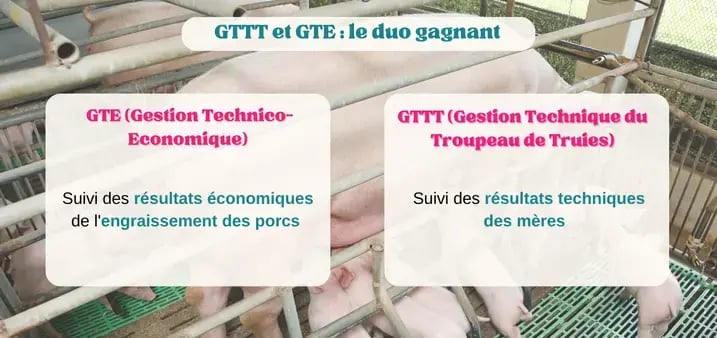 pigup-gttt-gte-resultats-techniques-truies-porcs-2024