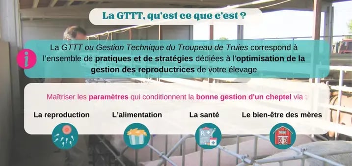 pigup-gttt-troupeau-truie-principe-2024