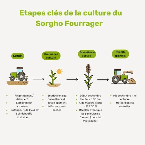 etapes-culture-sorgho-fourrager