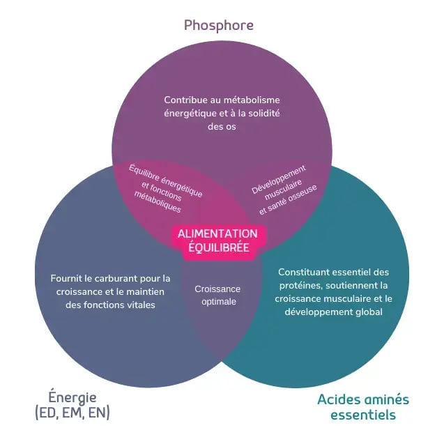 La composition alimentaire des porcs
