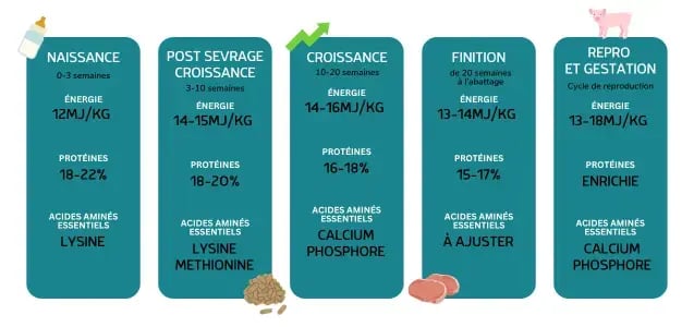 Les besoins nutritionnels des porcs à chaque étape de croissance