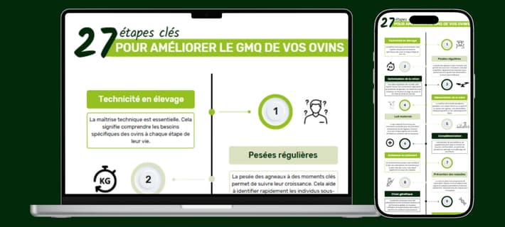 gmq-ovin-allaitant-rentabilite