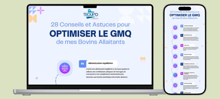 ameliorer-gmq-ovin-bovin