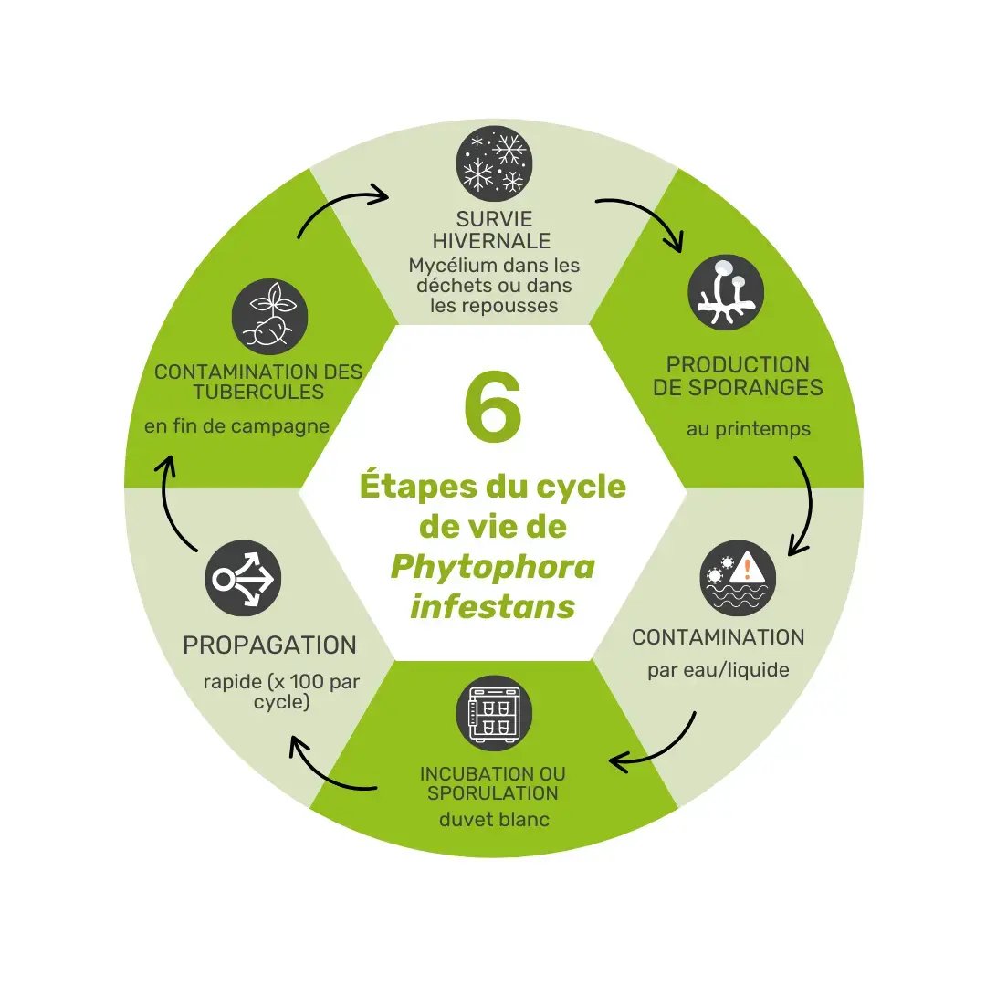 Cycle de vie de Phytophthora infestans