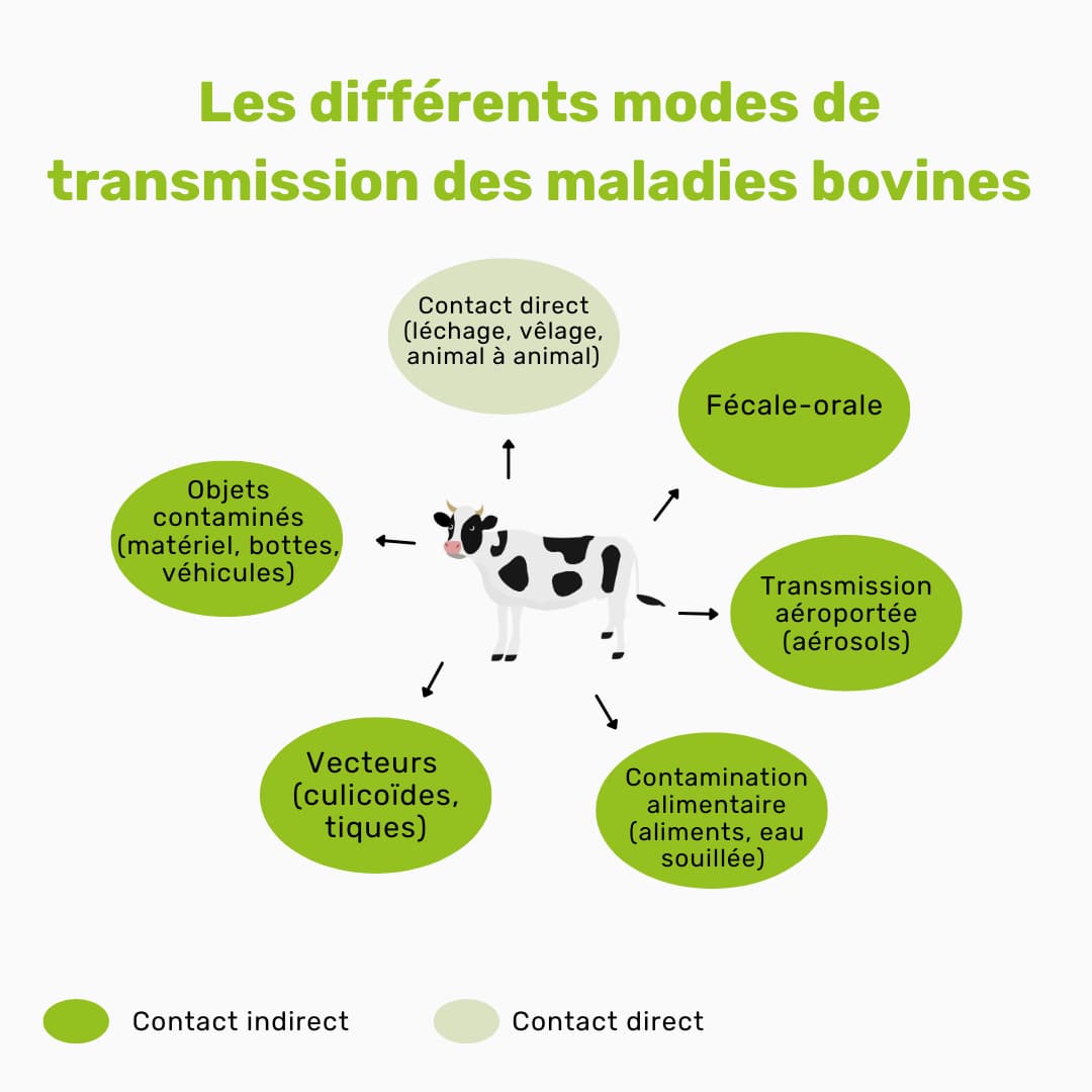 Les différents modes de transmission des maladies bovines