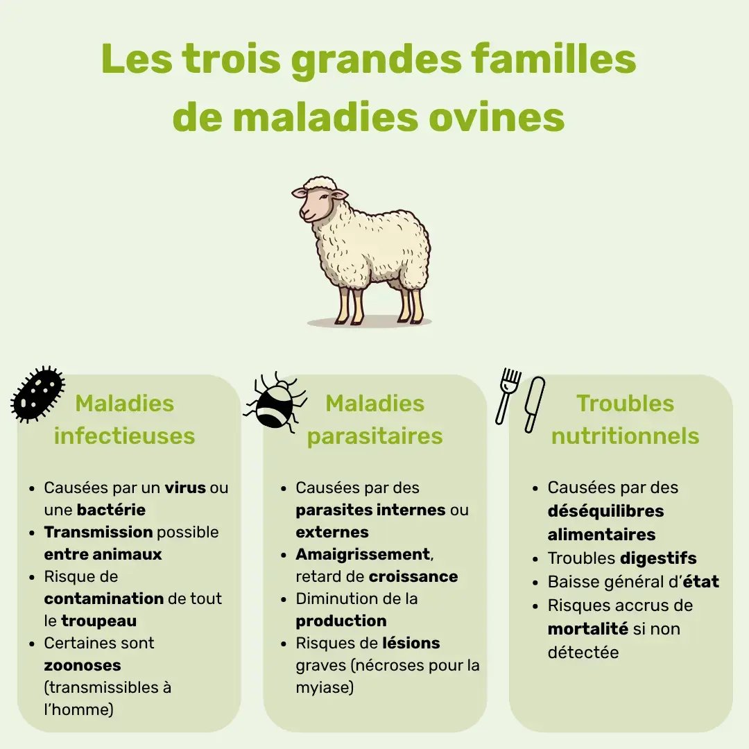 Les différents types de maladies des ovins