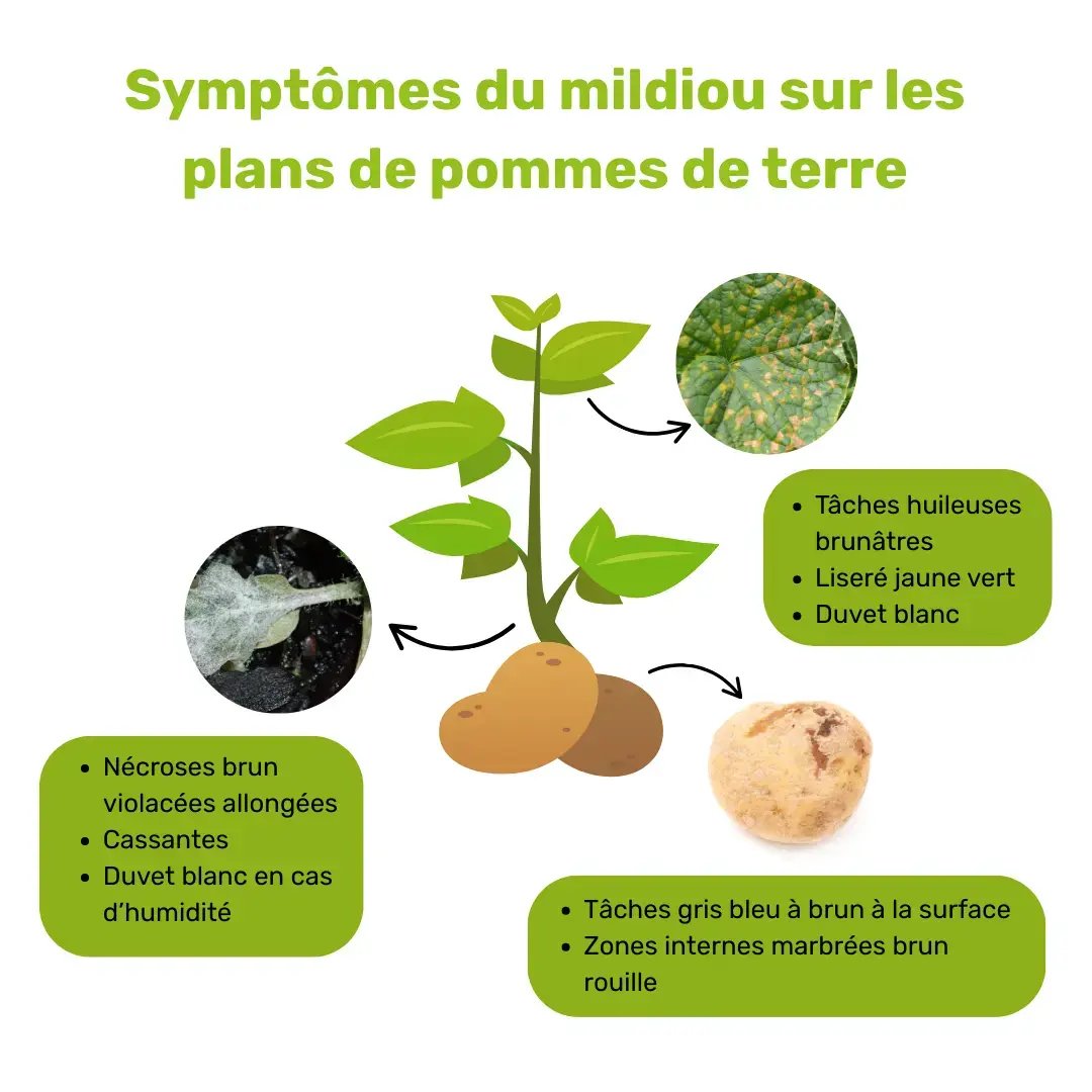 Symptômes du mildiou sur les plans de pomme de terre