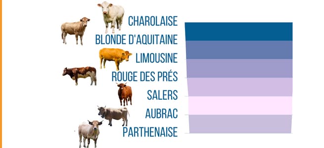 races-vaches-allaittantes-meilleur-gmq
