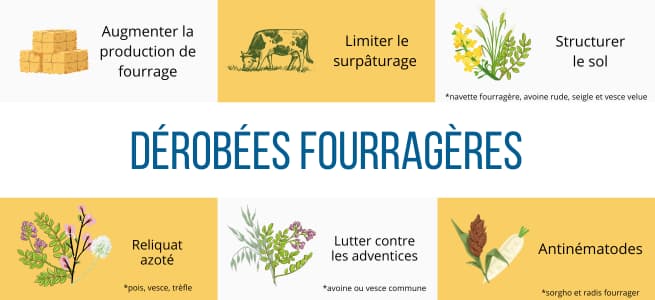 interet-derobees-fourrageres-elevage-ration