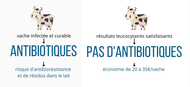 antibiotiques-tarissement-vache-laitiere