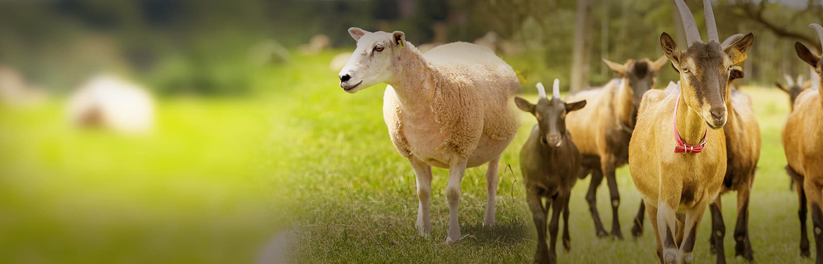 3 enjeux des éleveurs de petits ruminants