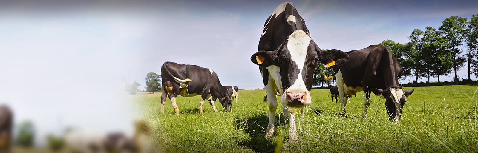 bandeau_haut_enjeu_bovins_lait