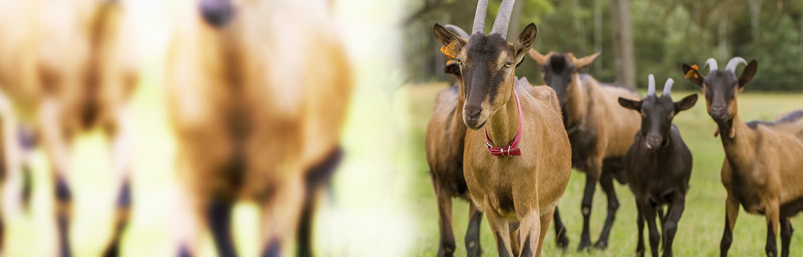 isachevre logiciel de gestion de troupeaux de chevres