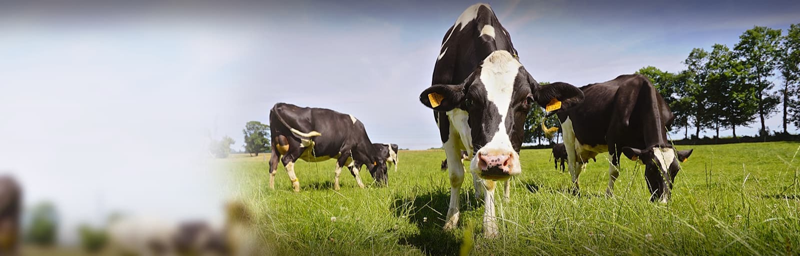 troupo lait logiciel de gestion de troupeaux bovins laitiers