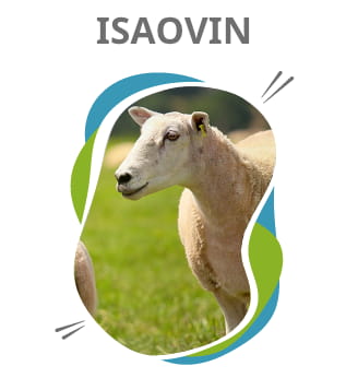 ISAOVIN logiciel de gestion de troupeau ovins