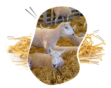 image-des-petits-ruminants