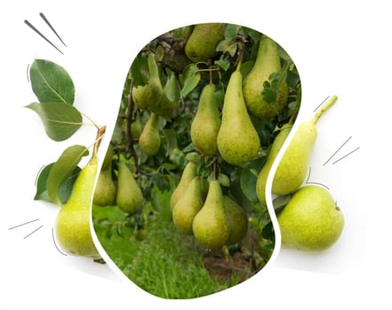 Je suis arboriculteur ou maraîcher et je réponds aux enjeux environnementaux grâce aux solutions ISAGRI
