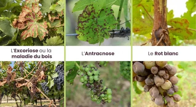 maladies-vignes-champignons