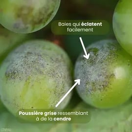 photo-symptomes-oidium-inflorescence-grappes