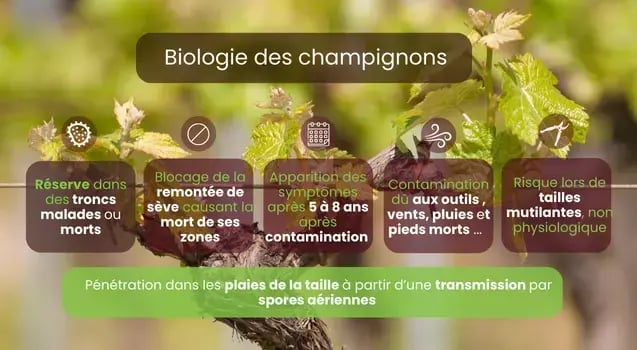 biologie-champignon-maladie-du-bois