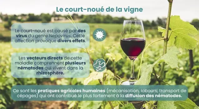 caracteristiques-causes-maladie-court-noue-vigne