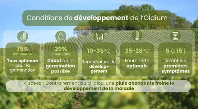 conditions-developpement-oidium-vigne