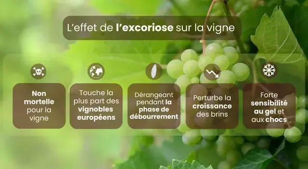 effets-excoriose-vignes