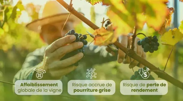 caracteristiques-oidium-vignes