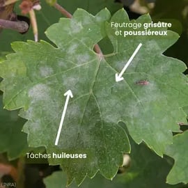 photo-symptomes-oidium-feuilles