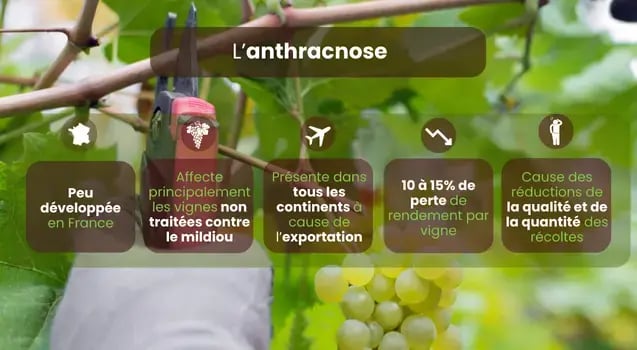 caracteristiques-anthracnose-vignes