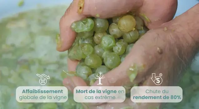 impact-economique-rendement-court-noue-vigne