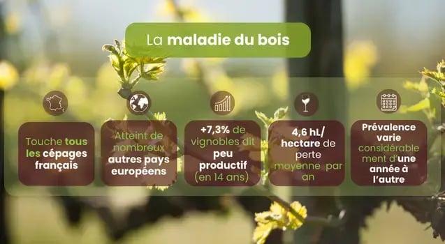 carateristiques-maladie-du-bois