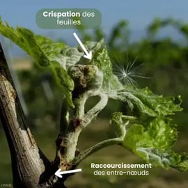 photo-symptomes-oidium-jeunes-pousses
