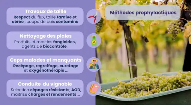 methodes-prophylactiques-maladie-du-bois