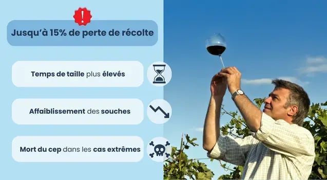 perte-rendement-excoriose